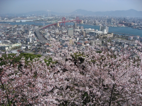 高塔山の桜の写真