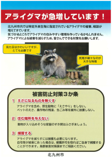 アライグマが急増しています