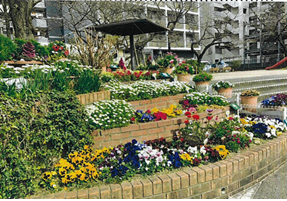 金田第一町内会さんの花と緑づくりの写真