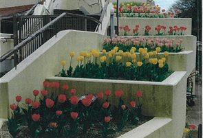 高見の森保育園さんの花と緑づくりの写真