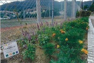 九州国際大学さんの花と緑づくりの写真