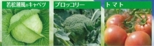 野菜写真（若松潮風（R）キャベツ・ブロッコリー・トマト）