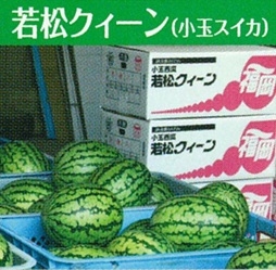 小玉スイカ　若松クイーンの写真