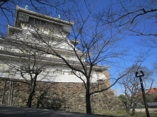 標本木（開花前）