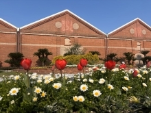 「苺のショートケーキ」をイメージし、白のノースボールの間から赤いチューリップが咲いています。