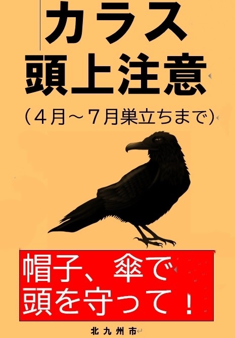 カラス頭上注意