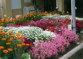西小倉花壇整備部会さんの花と緑づくりの写真