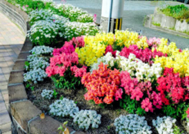 白銀ガーデナーズ花壇さんの花と緑づくりの写真