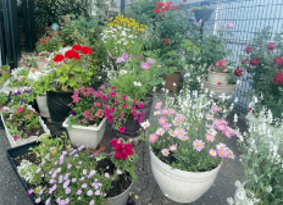 是此田 美鈴さんの花と緑づくりの写真