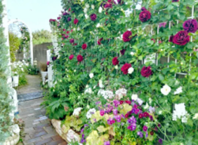 今里 美穂さんの花と緑づくりの写真