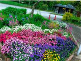 山田緑地 花菜クラブさんの花と緑づくりの写真