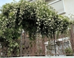 門松美幸さんの花と緑づくりの写真